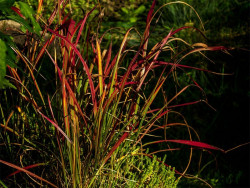Imperata cylindryczna 'Red Baron' - sadzonki P9 | Byliny Farm