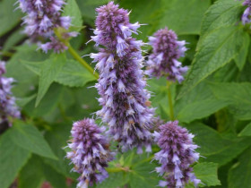 Kłosowiec 'Blue Fortune' - sadzonki P9 | Byliny Farm