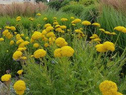 krwawnik wiązówkowaty - achillea filipendulina "Parkers Variety"