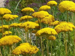 krwawnik wiązówkowaty - achillea filipendulina "Parkers Variety"