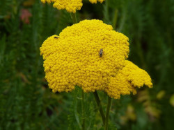 krwawnik wiązówkowaty - achillea filipendulina "Parkers Variety"