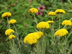 krwawnik wiązówkowaty - achillea filipendulina "Parkers Variety"