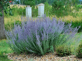 Perowskia 'Russian Sage' - sadzonki P9 | Byliny Farm