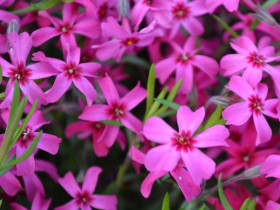 Płomyk szydlasty 'Scarlet Flame' - sadzonki | Byliny Farm