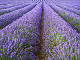 Lawenda wąskolistna 'Hidcote Blue' - sadzonki P9 | Byliny Farm