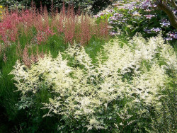 Tawułka Arendsa 'White' - sadzonki P14 | Byliny Farm