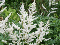 Tawułka Arendsa 'White' - sadzonki P14 | Byliny Farm