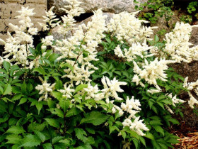 Tawułka Arendsa 'White' - sadzonki P14 | Byliny Farm