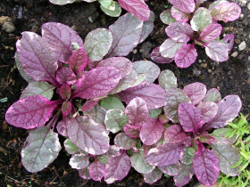 Dąbrówka 'Burgundy Glow' - sadzonki P9 | Byliny Farm