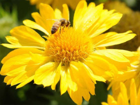 Gailardia 'Mesa Yellow' - sadzonki P9 | Byliny Farm