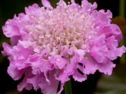 Driakiew japońska 'Pink Diamonds' - różowy kwiatostan z bliska