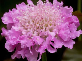 Driakiew japońska 'Pink Diamonds' - sadzonki P9 | Byliny Farm