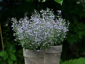 Kalaminta 'Marvelette Blue' - sadzonki P9 | Byliny Farm
