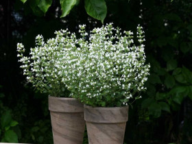 Kalaminta 'Marvelette White' - sadzonki P9 | Byliny Farm
