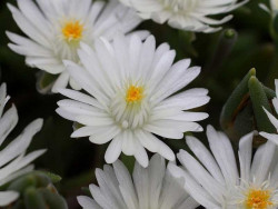 Delosperma 'Moon Stone' - biały kwiat z bliska