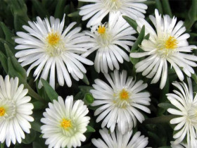 Delosperma 'Moon Stone' - sadzonki P9 | Byliny Farm