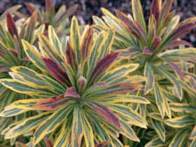 Wilczomlecz 'Ascot Rainbow' - sadzonki C0,7 | Byliny Farm