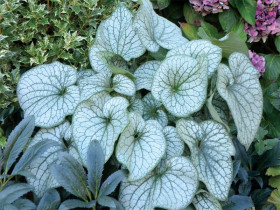 Brunnera Alexander's Great - sadzonki C0,7 | Byliny Farm