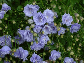 Dzwonek drobny 'Elizabeth Oliver' - sadzonki P9 | Byliny Farm
