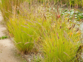 Rozplenica 'Hameln Gold' - sadzonki P9 | Byliny Farm