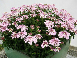 Ubiorek 'Pink Ice' - sadzonki P9 | Byliny Farm