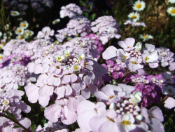 Ubiorek 'Pink Ice' - sadzonki P9 | Byliny Farm