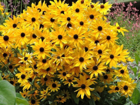 Rudbekia błyskotliwa 'Goldsturm' - sadzonki P9 | Byliny Farm