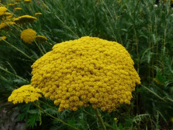 krwawnik wiązówkowaty - achillea filipendulina "Parkers Variety"
