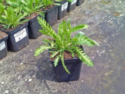 krwawnik wiązówkowaty - achillea filipendulina "Parkers Variety"