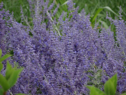 Perowskia 'Lacey Blue' - sadzonki P9 | Byliny Farm