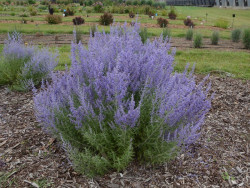Perowskia 'Lacey Blue' - sadzonki P9 | Byliny Farm