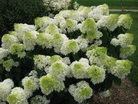 Hortensja bukietowa 'Polar Bear' - sadzonki | Byliny Farm