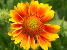 Gailardia 'Mesa Peach' - sadzonki P9 | Byliny Farm