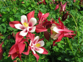 Orlik 'Crimson Star' - sadzonki P9 | Byliny Farm