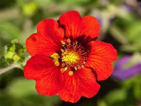 Pięciornik krwisty 'Red' - sadzonki P9 | Byliny Farm