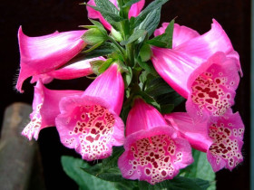 Naparstnica purpurowa - sadzonki P9 | Byliny Farm