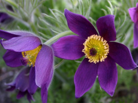 Sasanka zwyczajna 'Violet Bells' - sadzonki P9 | Byliny Farm