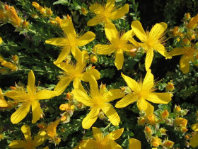 Dziurawiec wielolistny 'Grandiflorum' - sadzonki P9 | Byliny Farm