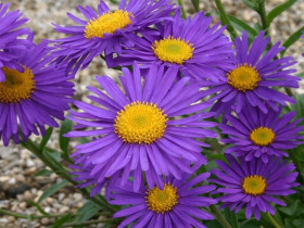 Aster alpejski 'Violet' - sadzonki P9 | Byliny Farm