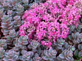 Rozchodnik 'Rosenteppich' - sadzonki P9 | Byliny Farm