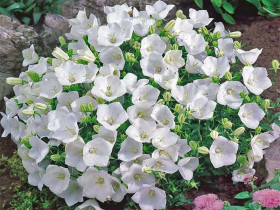 Dzwonek karpacki 'Perla White' - sadzonki P9 | Byliny Farm