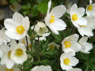 Zawilec wielkokwiatowy 'Snow White' - sadzonki P9 | Byliny Farm