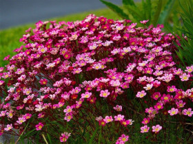 Skalnica 'Purpurteppich' - sadzonki P9 | Byliny Farm