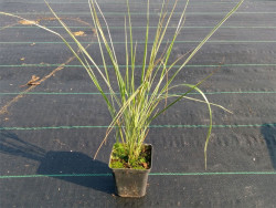 trzcinnik Overdam - calamagrostis acutiflora Overdam