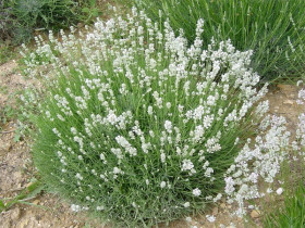 Lawenda wąskolistna 'Edelweiss' - sadzonki P9 | Byliny Farm