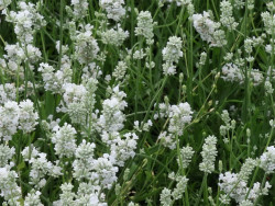 lawenda wąskolistna Edelweiss - lavandula angustifolia Edelweiss