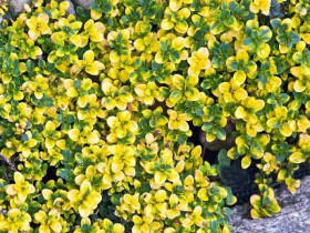 Macierzanka cytrynowa 'Doone Valley' - sadzonki P9 | Byliny Farm