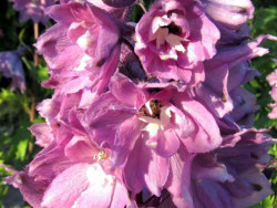 Ostróżka 'Pacific Astolat' - sadzonki P9 | Byliny Farm