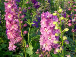 Ostróżka 'Pacific Astolat' - sadzonki P9 | Byliny Farm