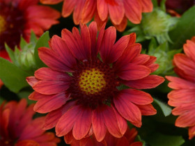 Gailardia 'Mesa Red' - sadzonki P9 | Byliny Farm